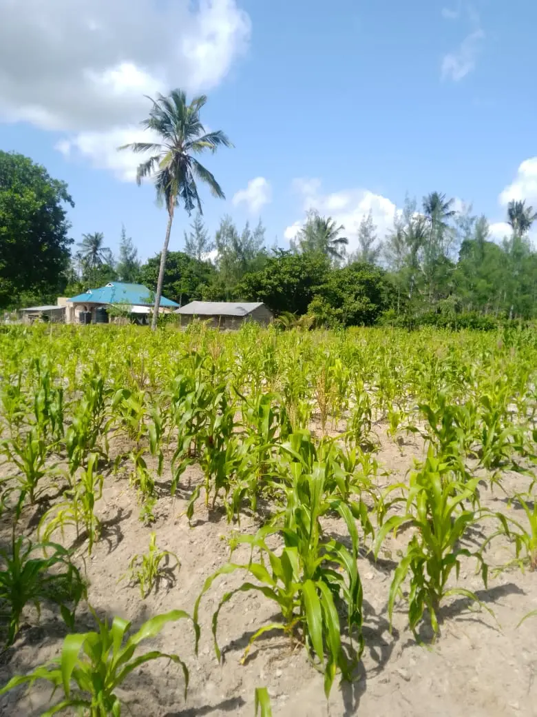 Land in Kilifi - Mudzongoloni