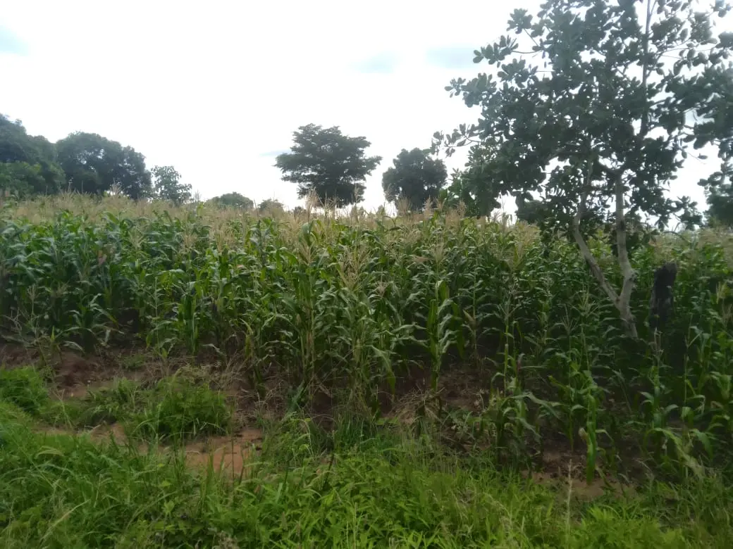 Land in Kilifi - Sokoke